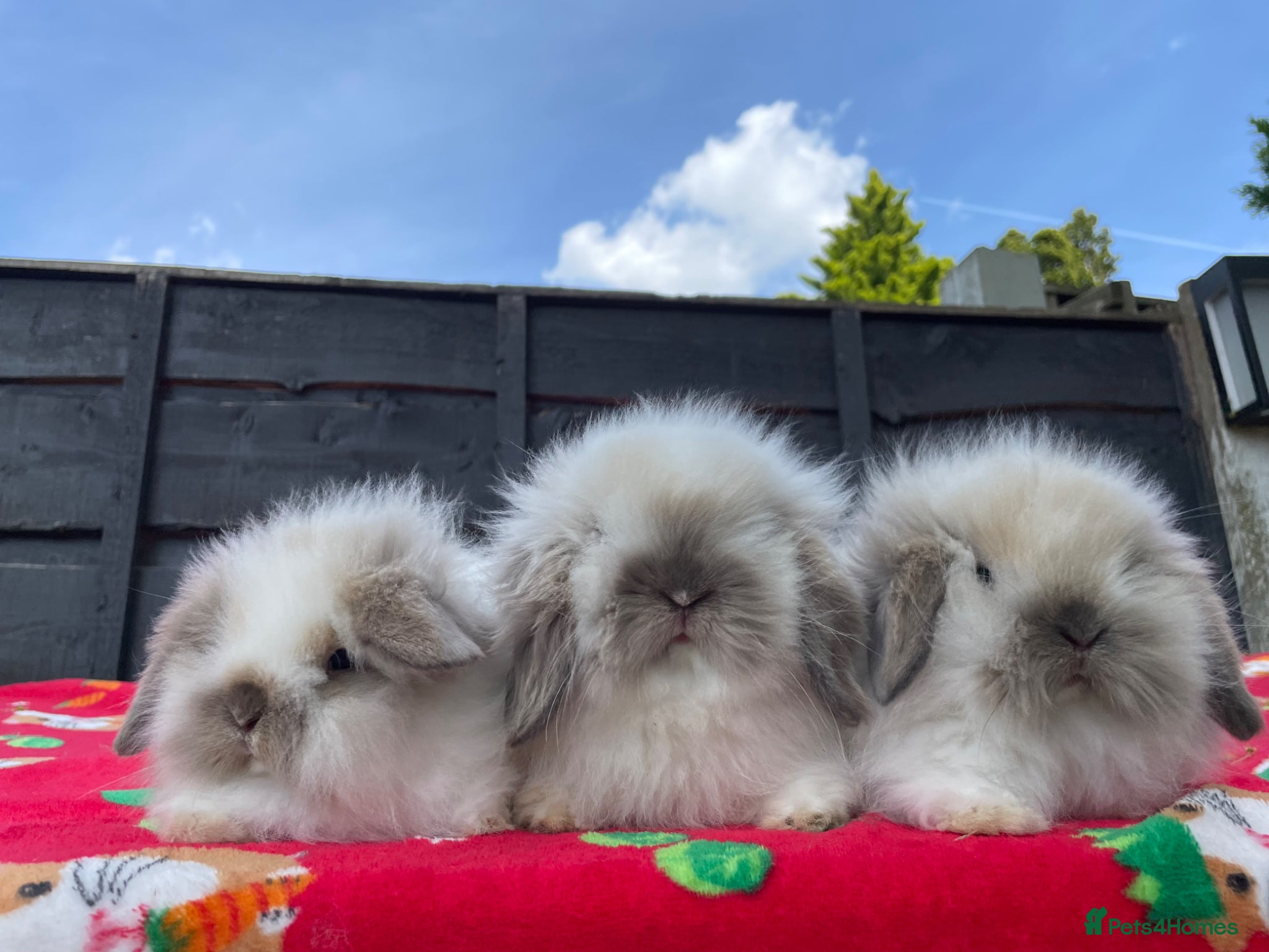 Mini Lion Lop rabbits Beautiful Mini Lion Lop Boys - Advert 4