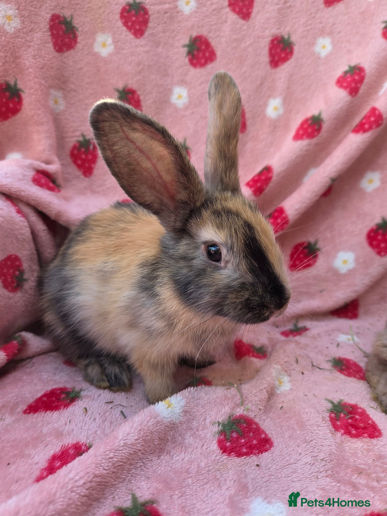 Mixed Breed rabbits Mini lop x mini rex harli boy - Advert 1
