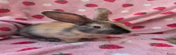 Mixed Breed rabbits for sale: Mini lop x mini rex harli boy - Advert 1