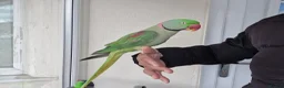 Parrots birds for sale: Super Tamed Alexanderian Parrot for sale - Advert 10