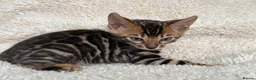 Bengal cats for sale: Bengal Kittens Looking for Loving Homes 🐾  - Advert 32