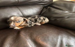 Miniature Dachshund dogs for sale: Dachshund puppies boys and girls ready now - Image 4
