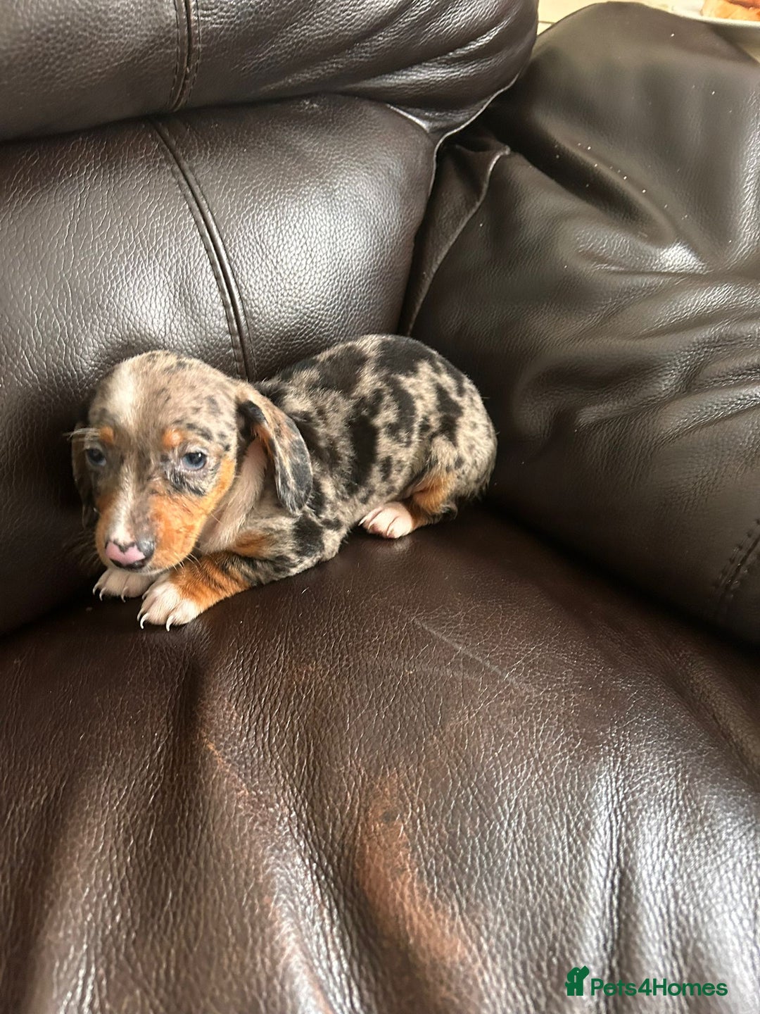 Miniature Dachshund dogs for sale: Dachshund puppies boys and girls ready now - Image 4