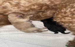 Cockapoo dogs for sale: Toy cockapoo  - Image 16