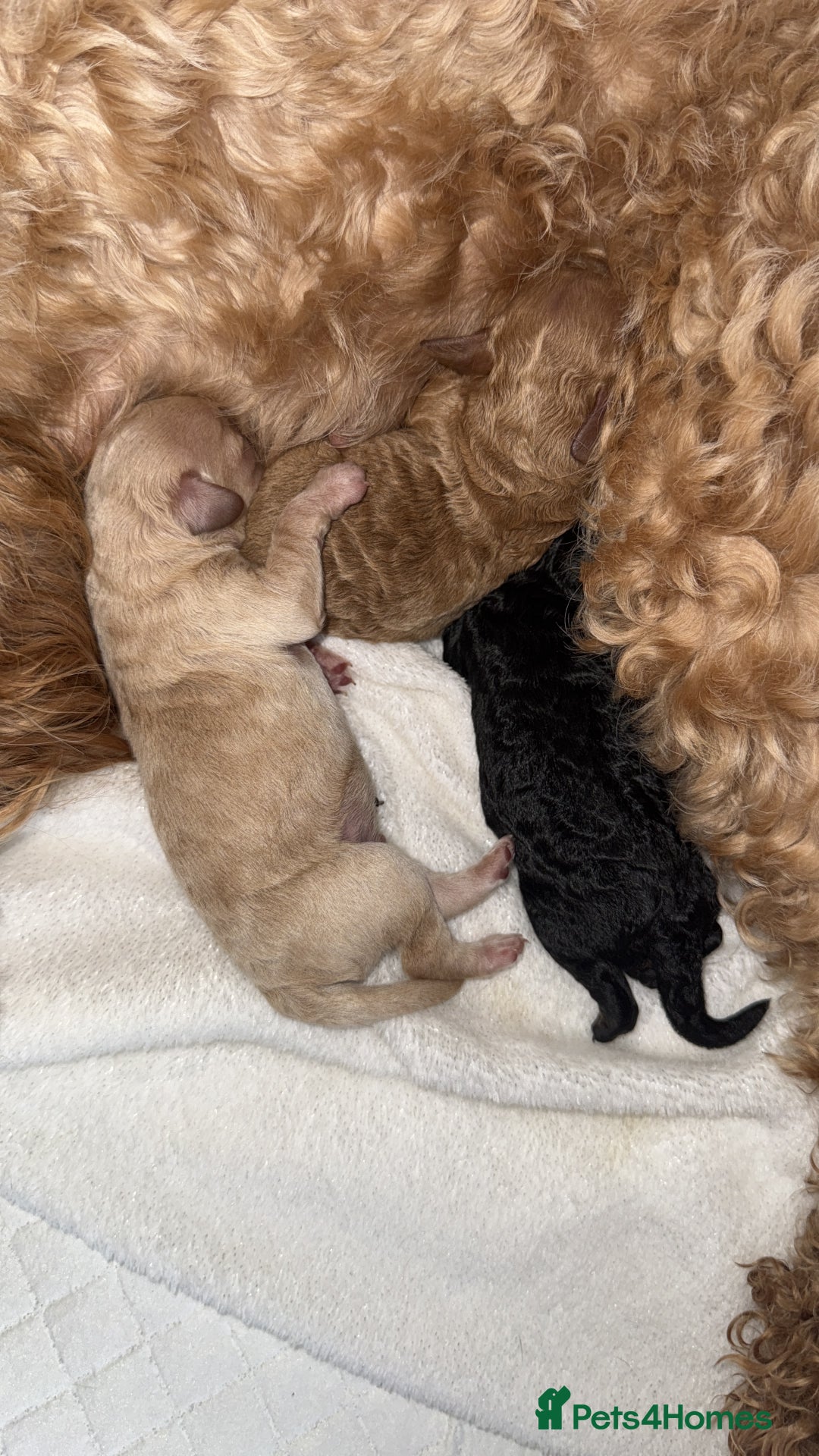 Cockapoo dogs for sale: Toy cockapoo  - Image 16