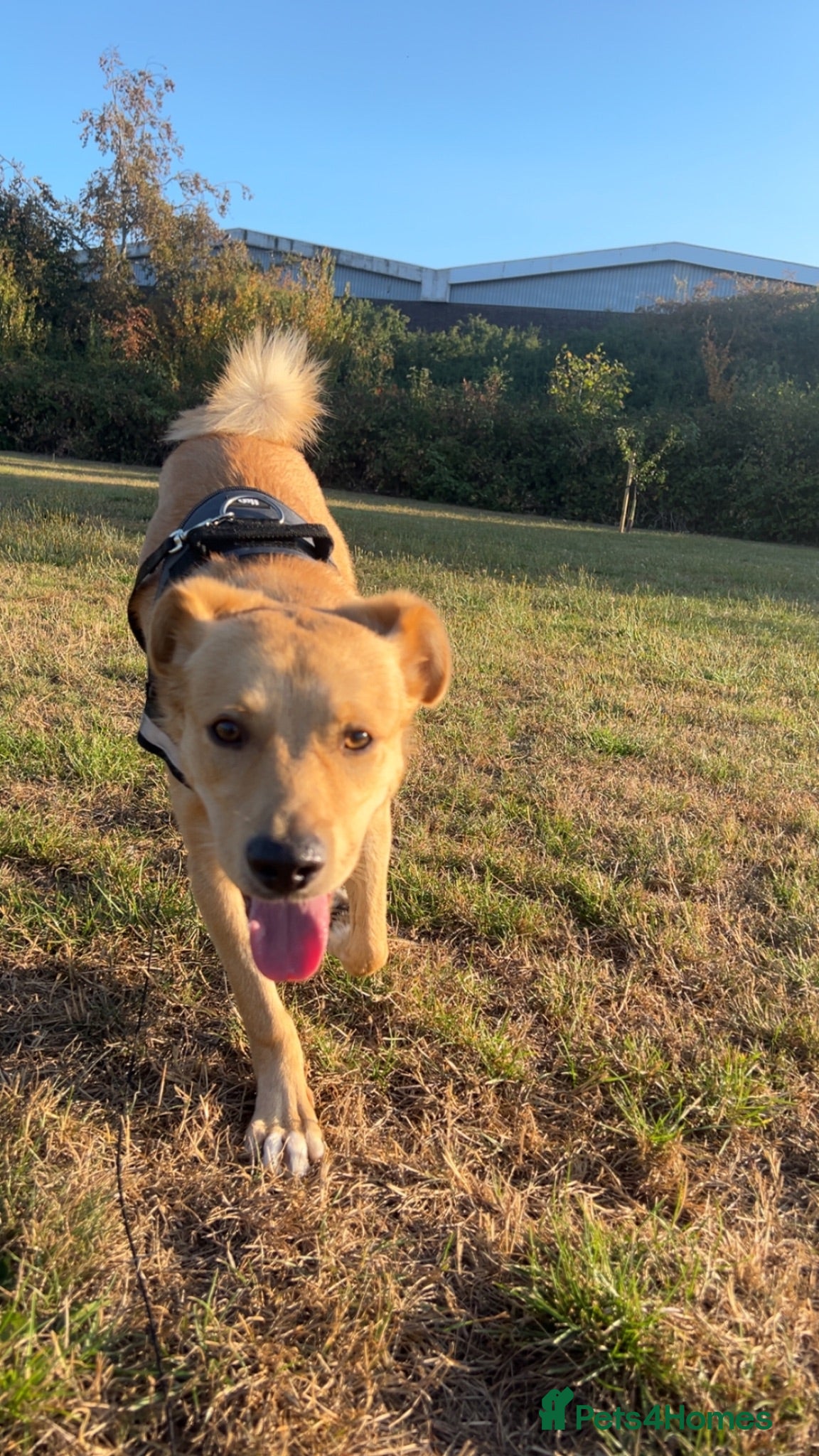 Mixed Breed dogs Bodhi -mongrel 18months old - Advert 1