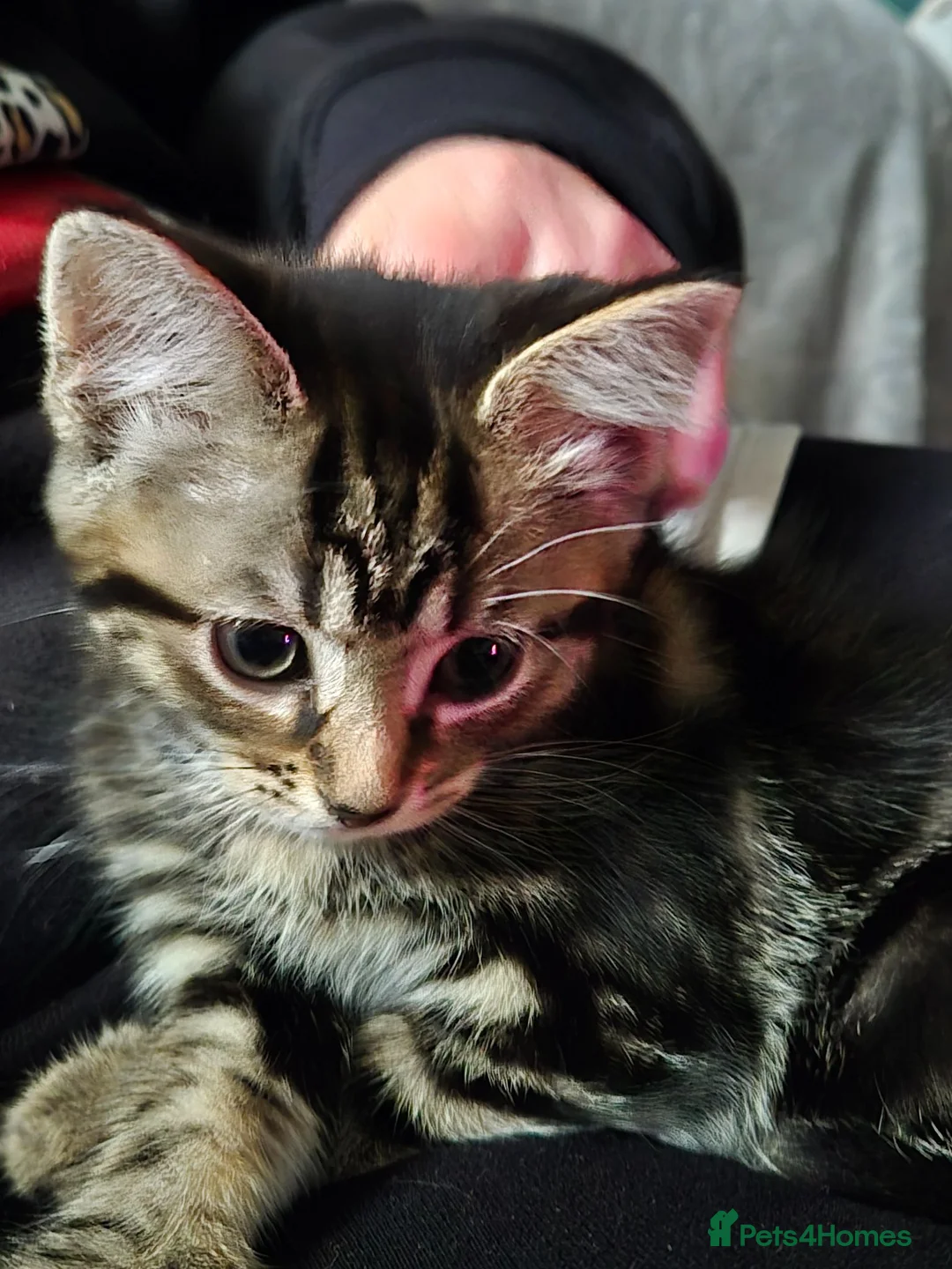 Domestic Shorthair cats for sale: Kittens - Advert 2