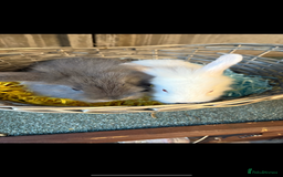 Mixed Breed rabbits for sale: Lion/lops  - Image 1