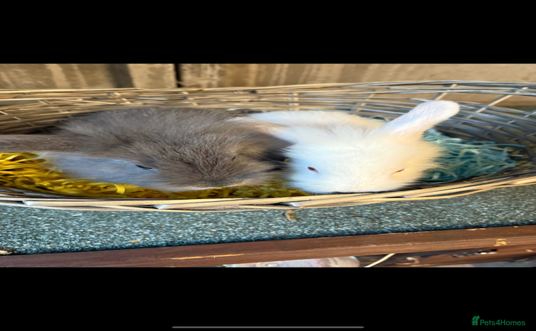 Mixed Breed rabbits - Advert 1