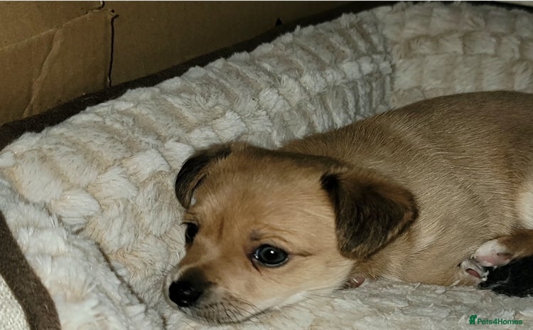 Mixed Breed dogs Chihuahua jack Russell boy puppy - Advert 5