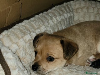 Mixed Breed dogs Chihuahua jack Russell boy puppy - Advert 6