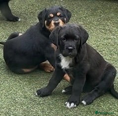 Mixed Breed dogs Central Asian Shepard x Rottweiler Puppies - Advert 2