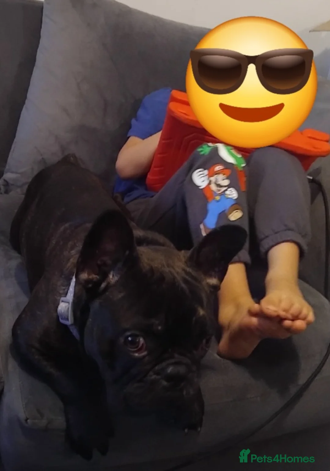 French Bulldog dogs for sale: Male French bulldog  in Sheffield - Advert 2
