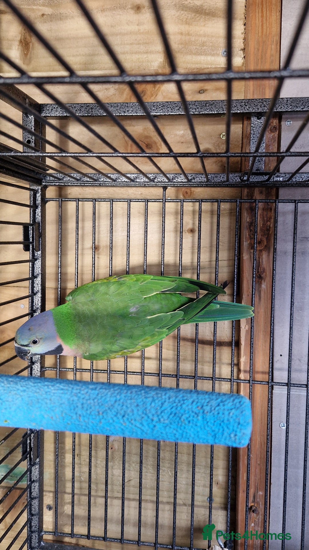 Parrots birds for sale: Moustache parrots  - Image 2