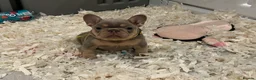 French Bulldog dogs for sale: High quality French bulldogs puppies  - Advert 26
