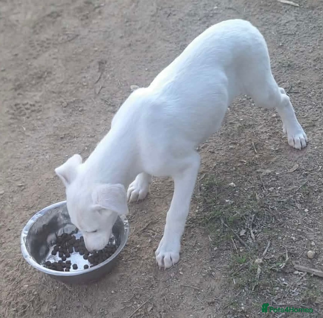 Mixed Breed dogs for adoption: Holly needs a loving home - Advert 5