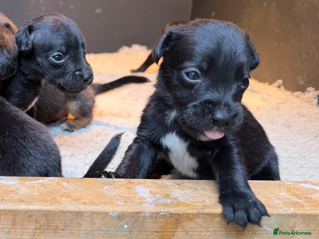 Patterjack dogs for sale: 🐾 🐶 Gorgeous patterjack puppies 🐶 🐾 - Image 8