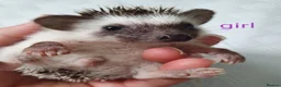 Pygmy Hedgehog rodents for sale: Full pedigree African pygmy hedgehog babies  - Advert 6