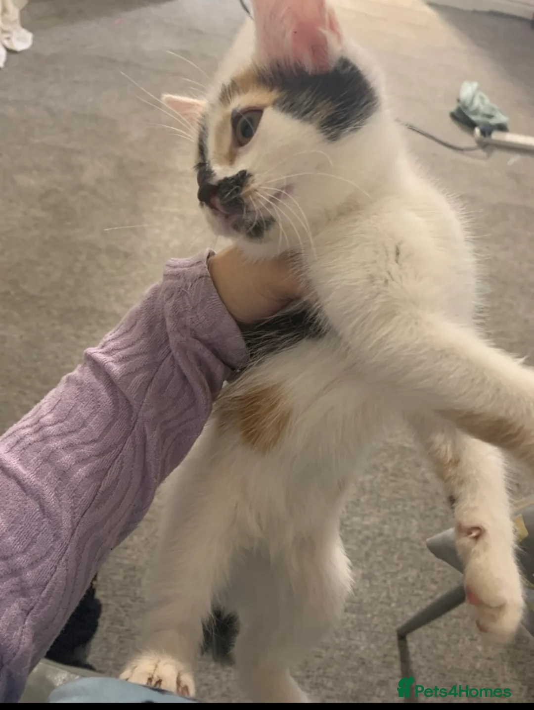 Mixed Breed cats for sale: I have this beautiful girl  - Advert 2