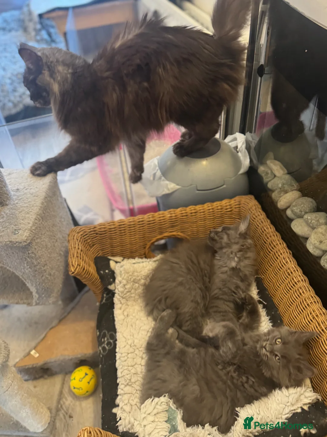 Maine Coon cats for sale: Large female Maine Coon kittens  - Advert 3