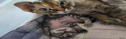 Devon Rex cats for sale: Super loving Devon Rex - Advert 3