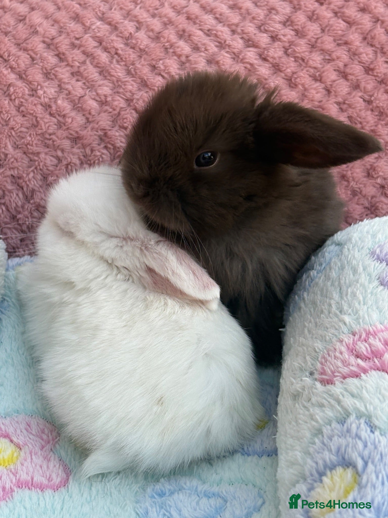 Mini Lop rabbits Mini lops-raised indoors-vaccinated  - Advert 2