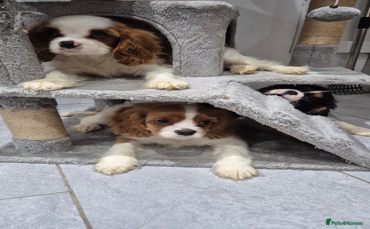 Cavalier King Charles Spaniel dogs - Advert 7