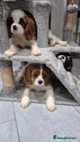 Cavalier King Charles Spaniel dogs - Advert 3