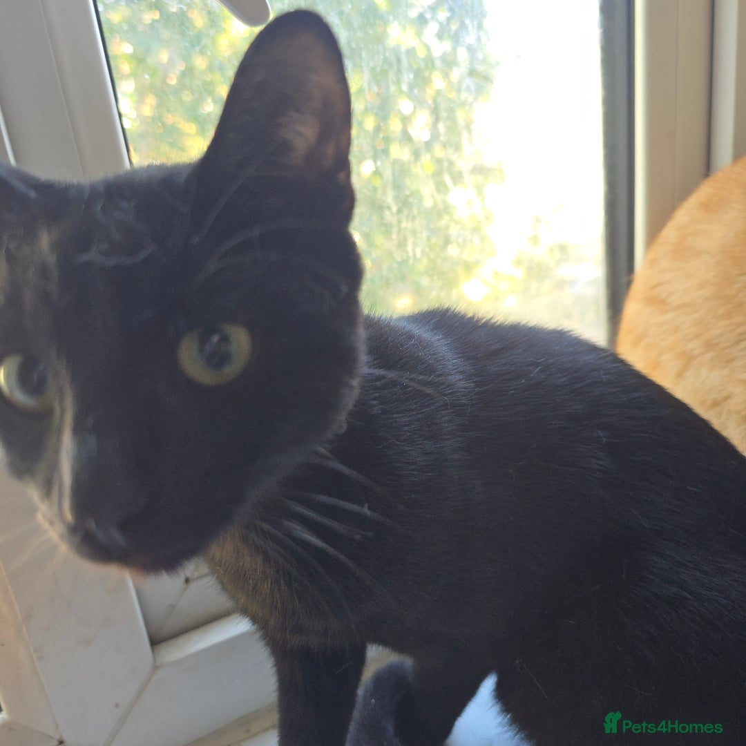 British Shorthair cats for sale: Five Energetic Adventurous Kittens - Image 9