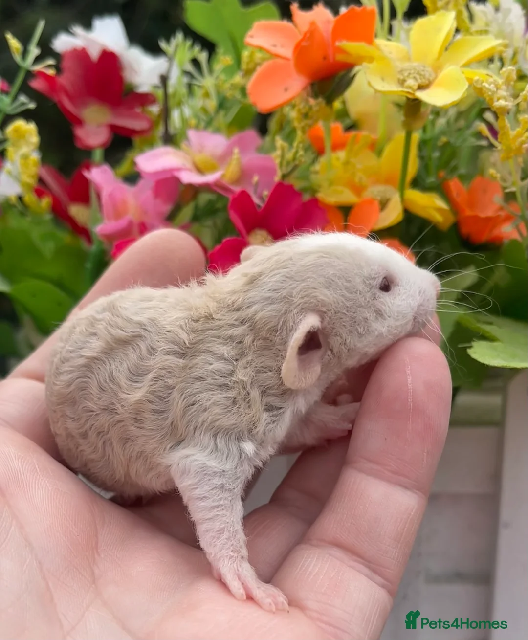 Rat rodents for sale: Gorgeous Baby Dumbo Rats for Sale! - Advert 6