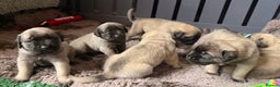 Mastiff dogs for sale: 8 week old kc reg English Mastiff female puppy - Advert 5