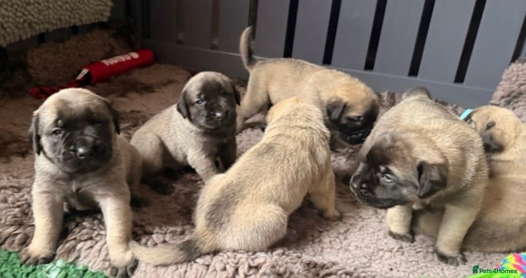 Mastiff dogs for sale: 8 week old kc reg English Mastiff female puppy - Advert 5