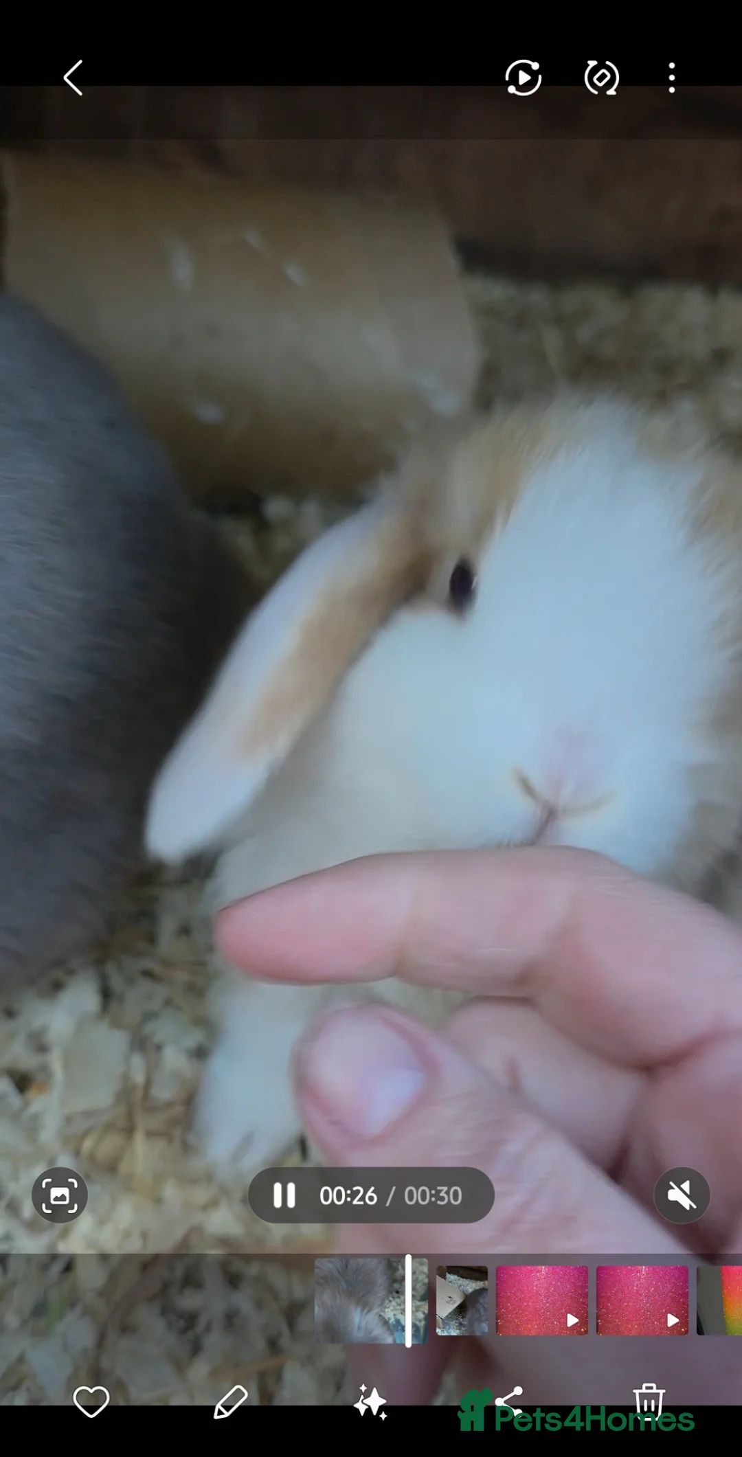 Mini Lop rabbits for sale: Minilop Babies  - Advert 1