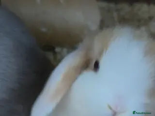 Mini Lop rabbits Minilop Babies - Advert 18
