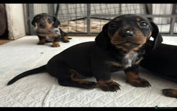 Miniature Dachshund dogs for sale: *REDUCED* 2 stunning female pups left - Image 15