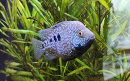 Other/Mixed Breed fish for sale: Blue Texas Cichlid & Platinum Polar Parrot Cichlid - Image 5