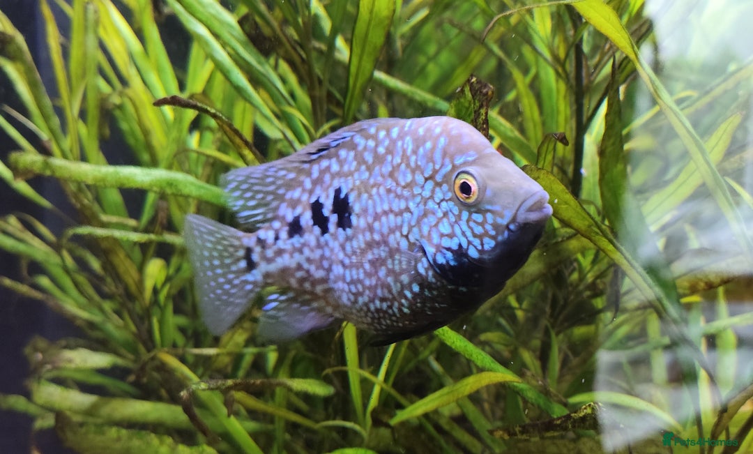 Other/Mixed Breed fish for sale: Blue Texas Cichlid & Platinum Polar Parrot Cichlid - Image 5