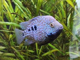 Other/Mixed Breed fish Mixed Tropical fish Molly/Blue Texas/Tiger barbs - Advert 11