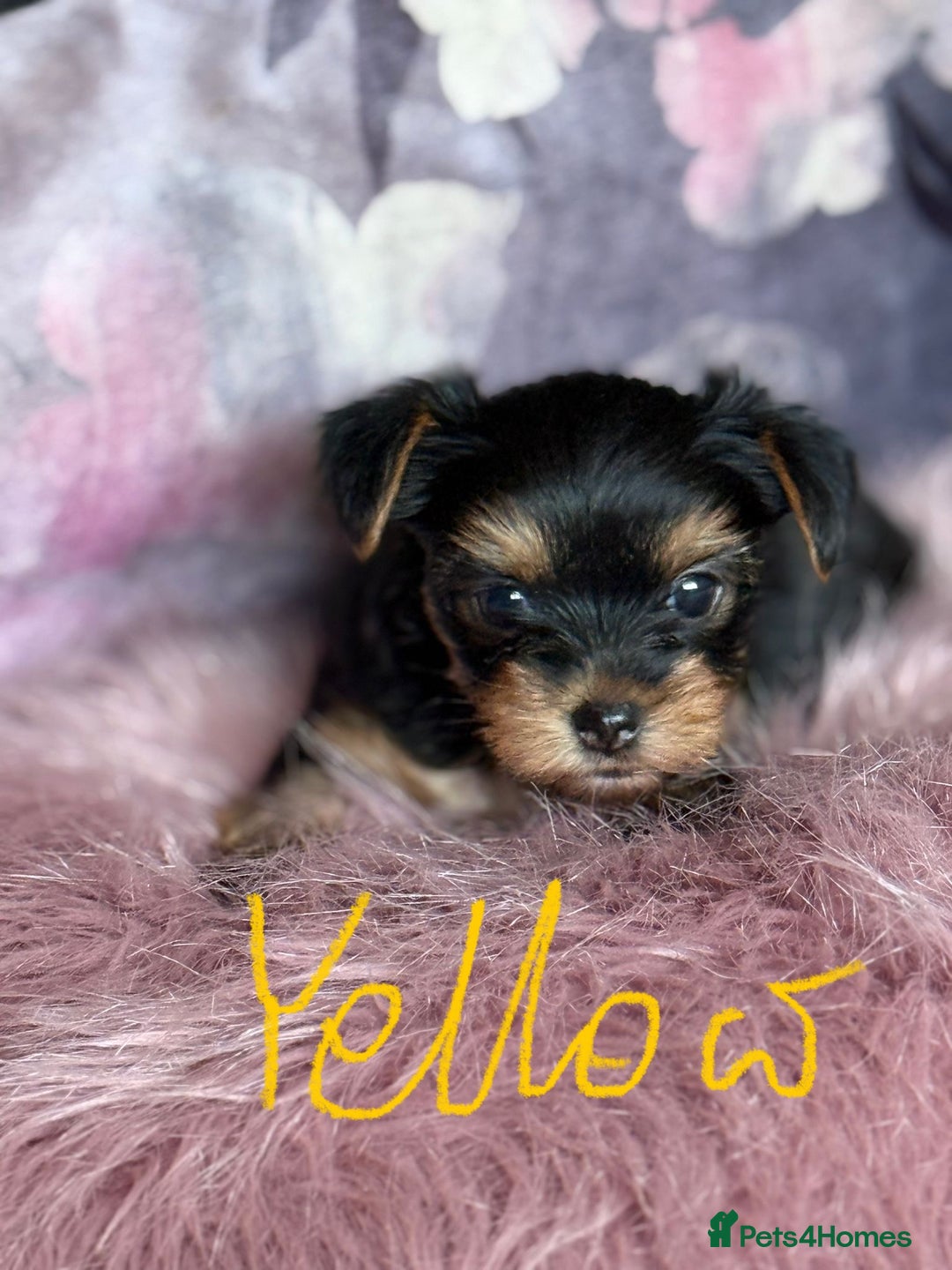 Yorkshire Terrier dogs for sale: ⭐ Yorkieshire Terrier puppies – KC Registered ⭐ - Advert 6