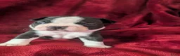 Boston Terrier dogs for sale: Boston Terriers for sale  - Advert 4