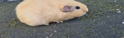 Guinea Pig rodents for sale: Male guinea pig - Advert 5