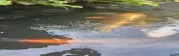 Koi Carp fish for sale: Koi fish for sale due to moving house - Advert 15