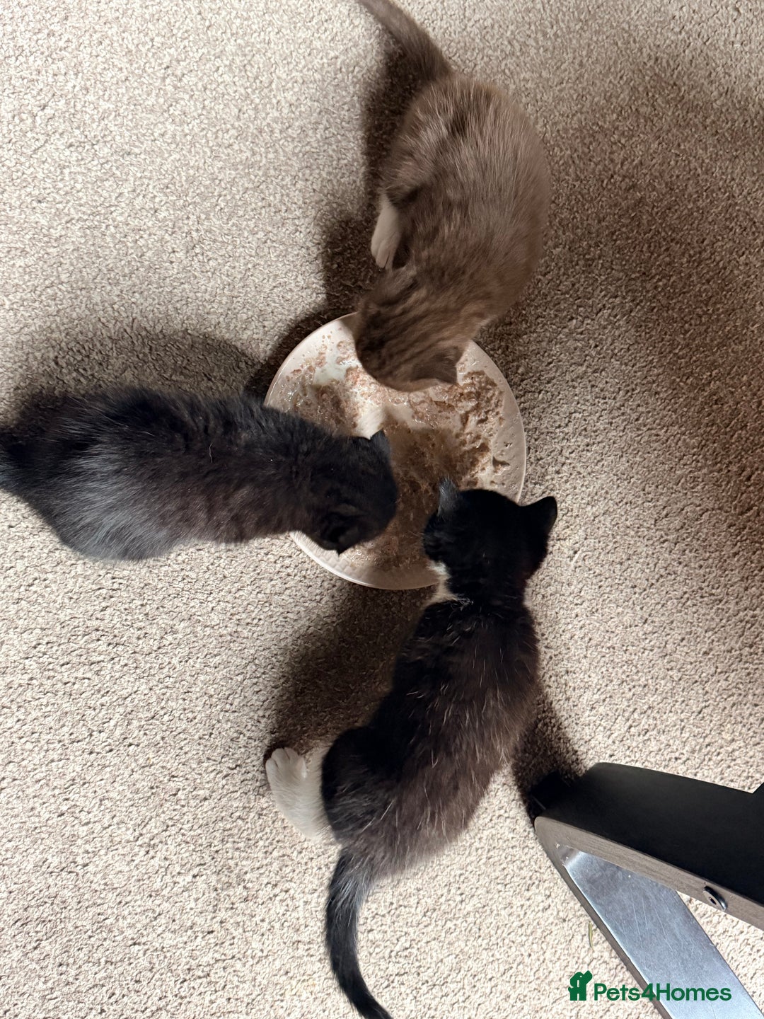 Scottish Fold cats for sale: Scottish Fold kittens  - Advert 8