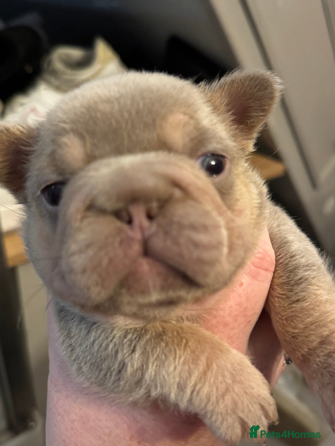 French Bulldog dogs for sale: 5 AMAZING QUALITY FRENCH BULLDOG PUPS  - Advert 12