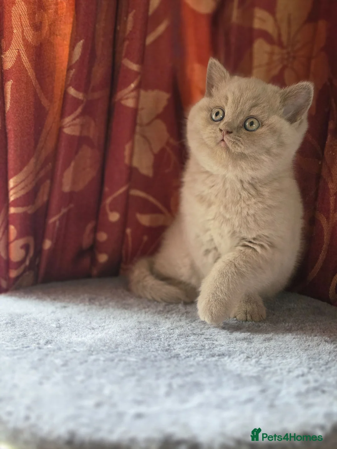 British Shorthair cats for sale: British Shorthair Kittens, 1 Boy & 2 Girls - Advert 2
