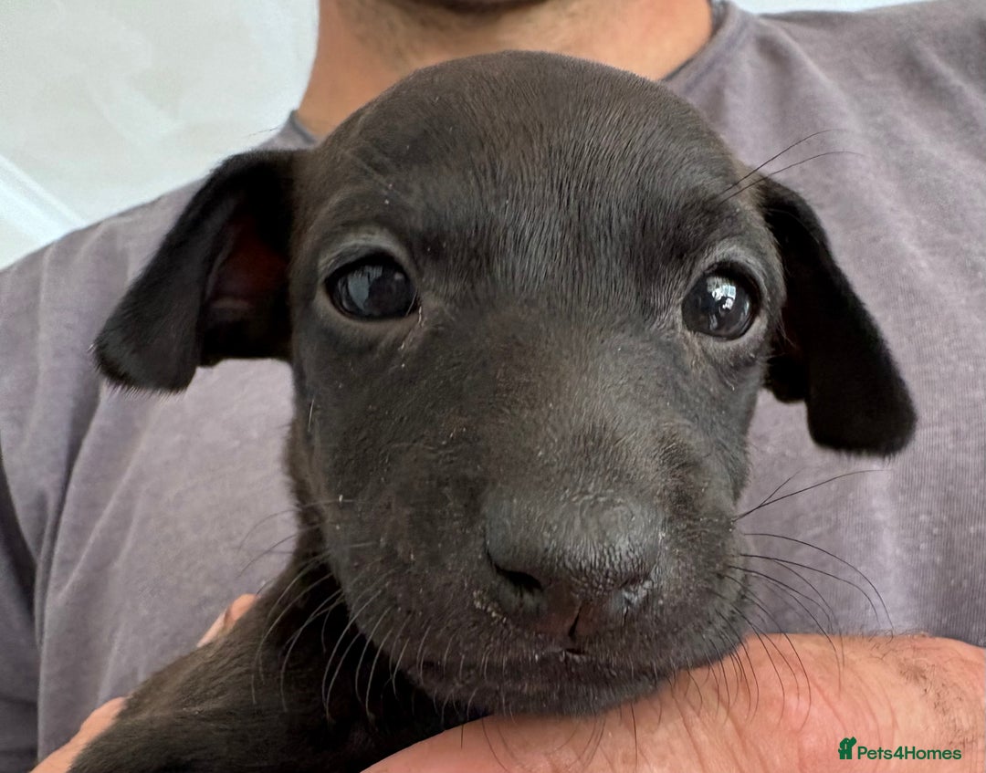 Italian Greyhound dogs for sale: Beautiful Italian Greyhound puppies for sale  - Image 10