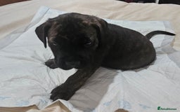 Mixed Breed dogs for sale: Pure Cane corso / pure presa canario puppies. - Image 14
