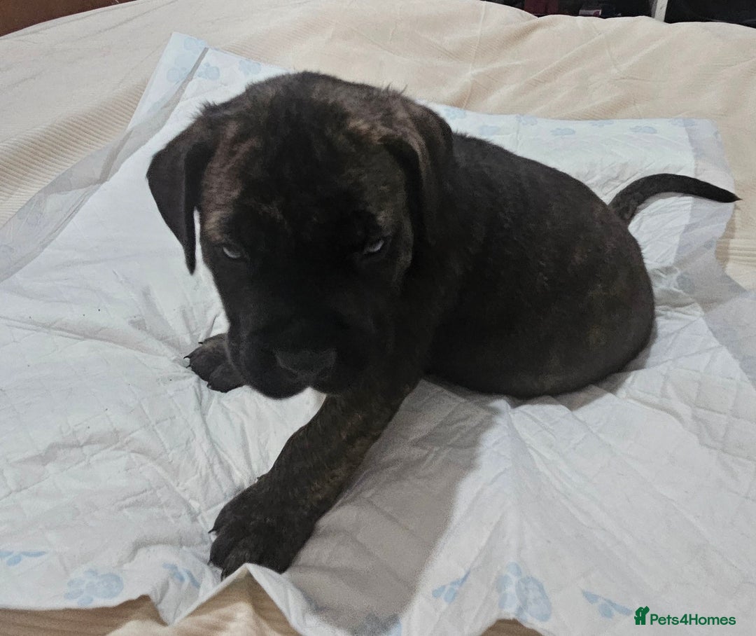 Mixed Breed dogs for sale: Pure Cane corso / pure presa canario puppies. - Image 14