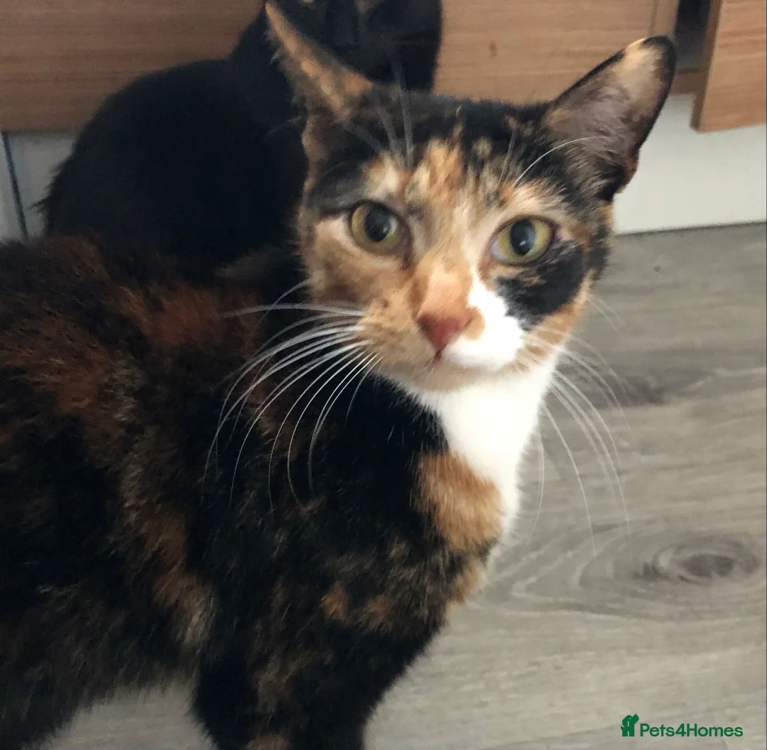 Mixed Breed cats for sale: 2 Female & 1 Male Kittens, Available Now - Advert 2