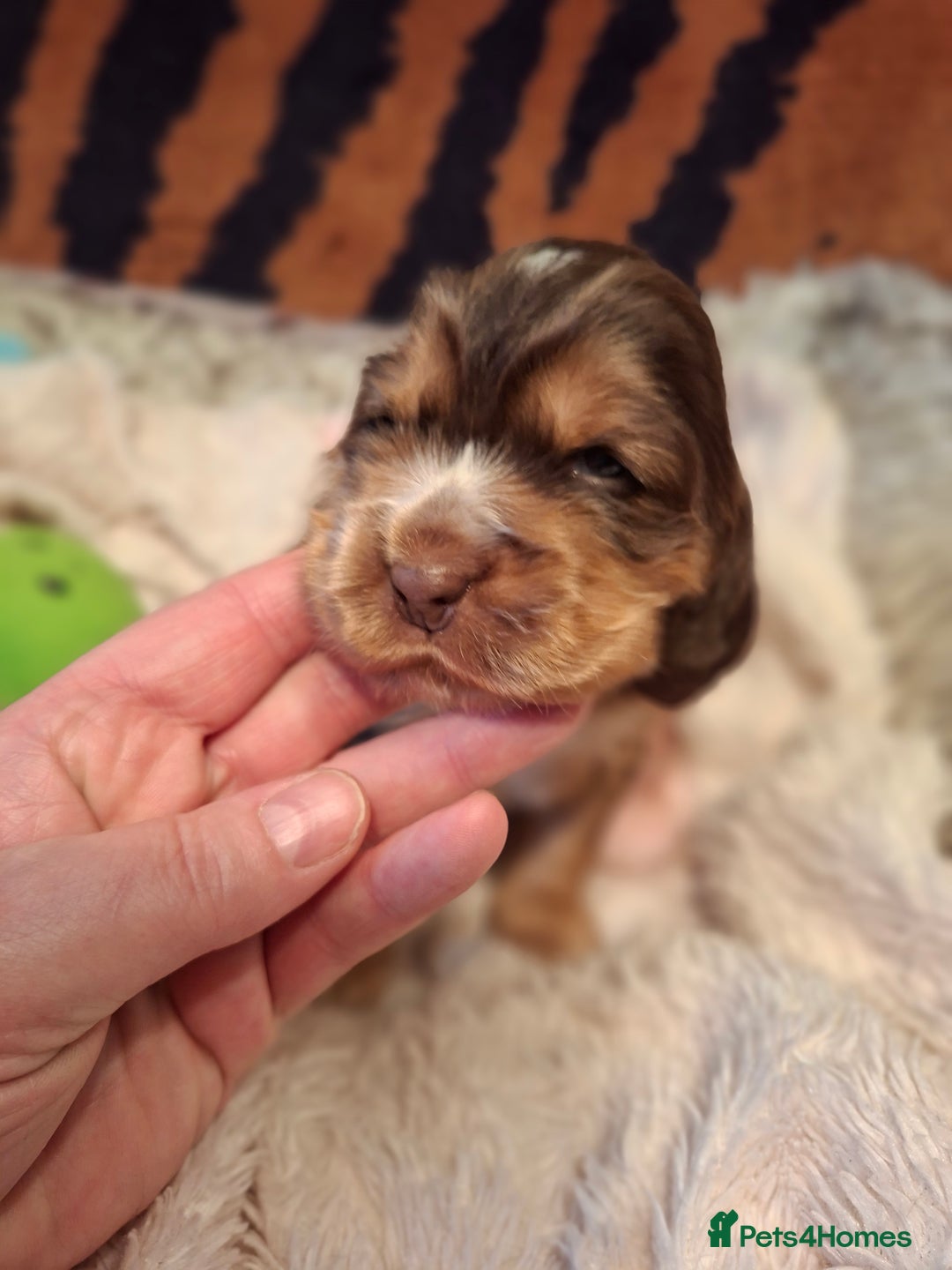 Cocker Spaniel dogs for sale: KC Registered Stunning Show tipe cocker spaniel  - Advert 3